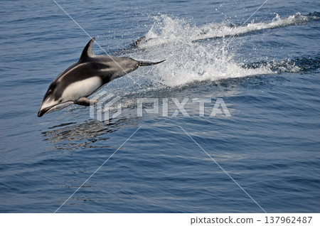 跳躍的野生海豚 跳躍的野生海豚 137962487