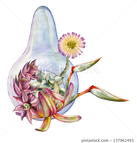 Protea bud, strelitzia spikes, daisy flower, echeveria succulent rosettes in glass bulb terrarium. Isolated illustration hand drawn in watercolor. Hotel room botanical decor, boho wedding invitations Protea bud, strelitzia spikes, daisy flower, echeveria succulent rosettes in glass bulb terrarium. Isolated illustration hand drawn in watercolor. Hotel room botanical decor, boho wedding invitations 137962493