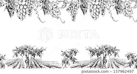 Leafy grapevine on twisted trunk, vineyard scenery, plant rows on field, hanging grape clusters closeup. Seamless banner vector illustration in ink. Website headers, tasting cards, branding accents. 137962497