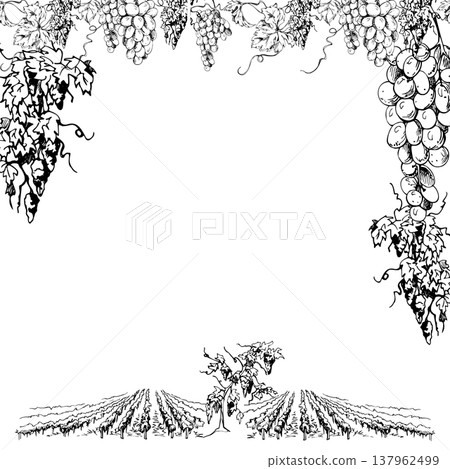 Rustic vineyard border frame with rhythmic vine row elements, overhanging grape clusters, leafy wines with tendril curls. Isolated vector illustration in ink style. Labels, menus, promotional design. 137962499