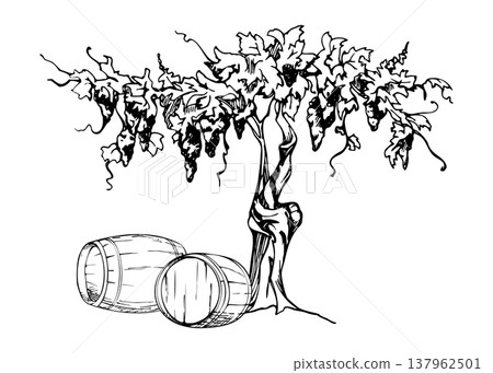 Old grapevine with tendril shoots, leafy canopy, grape bunches for harvesting, twisted trunk and roots, wooden barrels on ground. Spirits storage or aging. Isolated hand drawn ink vector illustration Old grapevine with tendril shoots, leafy canopy, grape bunches for harvesting, twisted trunk and roots, wooden barrels on ground. Spirits storage or aging. Isolated hand drawn ink vector illustration 137962501