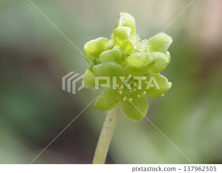 Lempoccan花 Lempoccan花 137962505