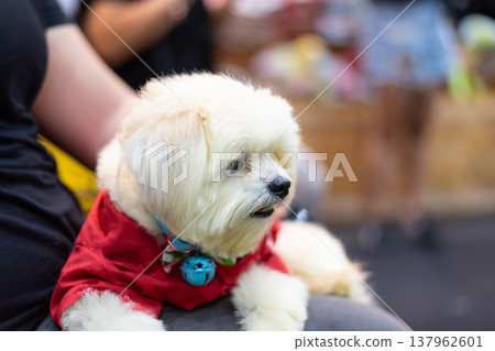 Close up of small fluffy dog wearing red outfit sitting on lap showing adorable pet lifestyle fashion companionship and cheerful mood concept Close up of small fluffy dog wearing red outfit sitting on lap showing adorable pet lifestyle fashion companionship and cheerful mood concept 137962601