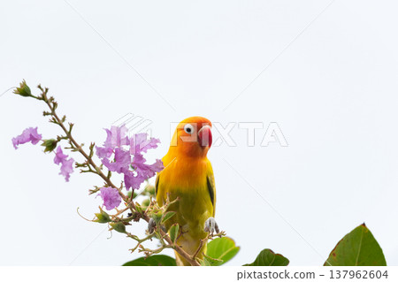 Close up of colorful parrot perched on blooming branch showing vibrant feathers nature beauty tropical wildlife and lively outdoor scene concept Close up of colorful parrot perched on blooming branch showing vibrant feathers nature beauty tropical wildlife and lively outdoor scene concept 137962604