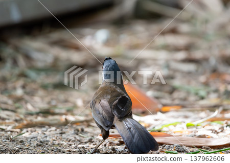 Close up of small bird walking on natural ground with dry leaves showing wildlife behavior freedom exploration and calm forest environment concept Close up of small bird walking on natural ground with dry leaves showing wildlife behavior freedom exploration and calm forest environment concept 137962606