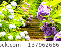 Hydrangeas blooming along the temple approach 137962686