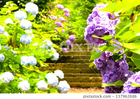 寺廟入口處繡球花盛開 寺廟入口處繡球花盛開 137962686