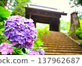Hydrangeas blooming along the path leading to the temple gate 137962687