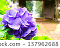 Purple hydrangea 137962688