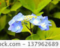 Blue hydrangea 137962689