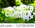 White hydrangea 137962690