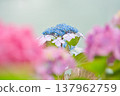 繡球 137962759