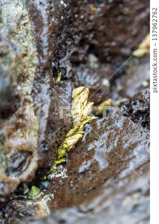 Tortoise Tortoise 137962762