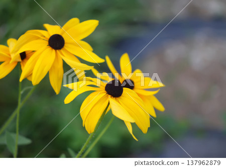 Rudbeckia hirta flowers blooming with bright yellow petals. Cheerful summer beauty and vibrant outdoor charm. Rudbeckia hirta flowers blooming with bright yellow petals. Cheerful summer beauty and vibrant outdoor charm. 137962879