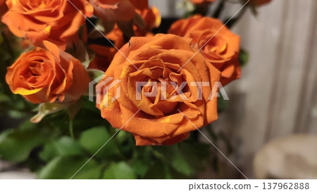 A vibrant rose flowers with soft petals on white. Fresh floral beauty and romantic atmosphere A vibrant rose flowers with soft petals on white. Fresh floral beauty and romantic atmosphere 137962888