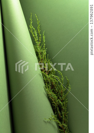 Juniper branches on a green background. 137962891