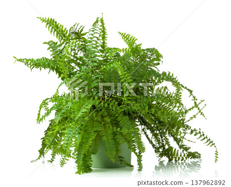 Lush green fern isolated on a white background. Lush green fern isolated on a white background. 137962892