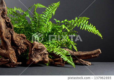 Green fern and old dry snag on a black background. 137962893