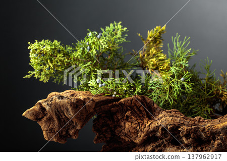 Old snags and juniper branches with berries on a black background. Old snags and juniper branches with berries on a black background. 137962917