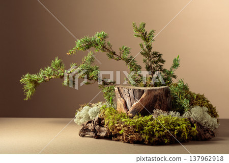 Composition with natural wood, moss and juniper branches. Composition with natural wood, moss and juniper branches. 137962918