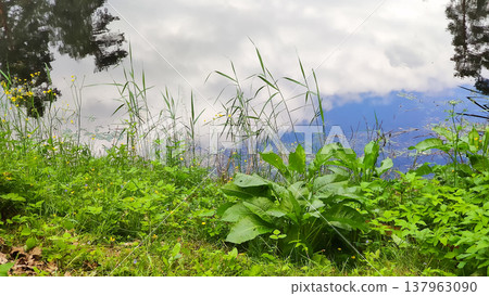 A peaceful pond rests in the center of a green spring park. Balance and natural calm. 137963090
