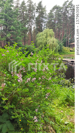 A peaceful pond rests in the center of a green spring park. Balance and natural calm. A peaceful pond rests in the center of a green spring park. Balance and natural calm. 137963091