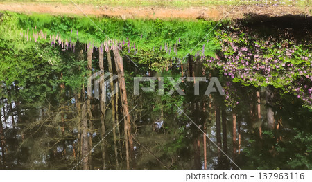 Sunlight shimmers across reflective park water. Warmth and peaceful outdoor atmosphere. Sunlight shimmers across reflective park water. Warmth and peaceful outdoor atmosphere. 137963116