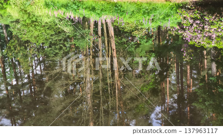 Sunlight shimmers across reflective park water. Warmth and peaceful outdoor atmosphere. Sunlight shimmers across reflective park water. Warmth and peaceful outdoor atmosphere. 137963117