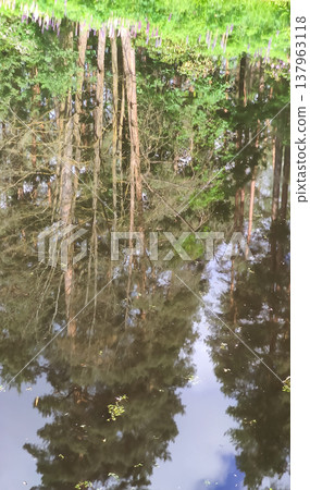 Fresh greenery mirrors softly on the pond surface. Fresh greenery mirrors softly on the pond surface. 137963118