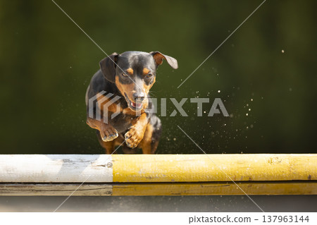 Young crossbread dog jumping over the hurdle for showjumping in spring sunny day. 137963144