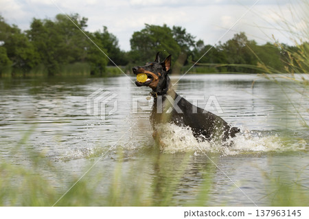 Doberman dog playing with water. Dog is a domestic carnivorous mammal of the canid family that is characterized by having very fine senses of smell and hearing. Doberman dog playing with water. Dog is a domestic carnivorous mammal of the canid family that is characterized by having very fine senses of smell and hearing. 137963145