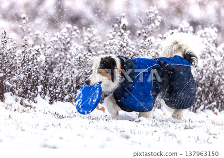 Tricoloured border collie in blue dog suite practising dogfrisbee on snowy meadow during winter day 137963150