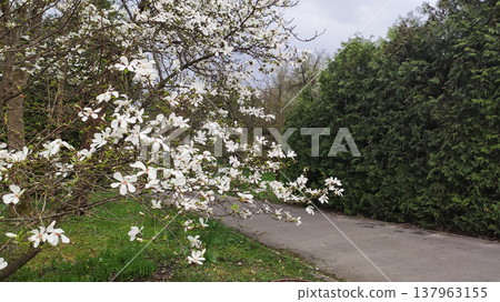 White magnolia flowers surrounded by lush greenery. Tranquility and natural elegance. White magnolia flowers surrounded by lush greenery. Tranquility and natural elegance. 137963155