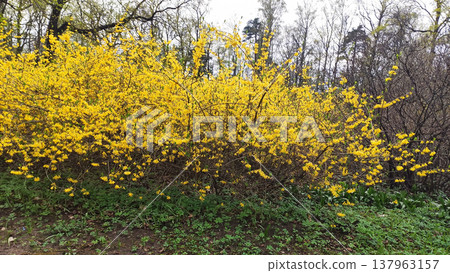 Yellow forsythia blooms brightly in a park during spring. A cheerful and vibrant atmosphere. Yellow forsythia blooms brightly in a park during spring. A cheerful and vibrant atmosphere. 137963157