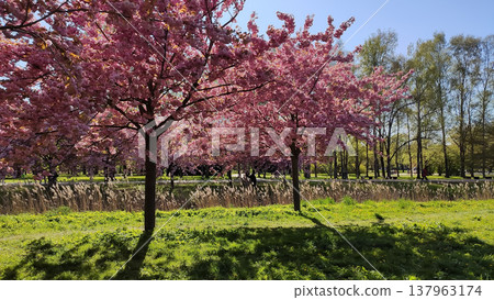 Spring sunlight filters through blooming sakura branches. Spring sunlight filters through blooming sakura branches. 137963174