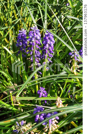 A cluster of Muscari blooms on green stems. 137963176