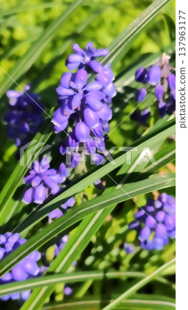 Tiny purple flowers sway gently in the breeze. Subtle charm and peaceful outdoor vibes. Tiny purple flowers sway gently in the breeze. Subtle charm and peaceful outdoor vibes. 137963177