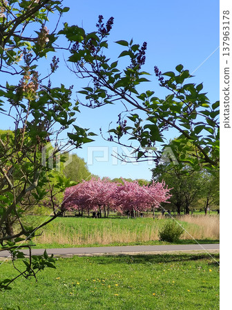 Spring sunlight filters through blooming sakura branches. Spring sunlight filters through blooming sakura branches. 137963178