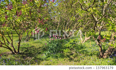 A garden filled with blooming lilac shrubs. Calmness and springtime joy. A garden filled with blooming lilac shrubs. Calmness and springtime joy. 137963179