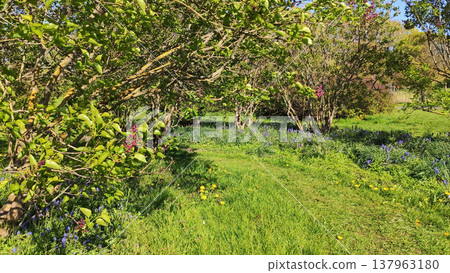 A garden filled with blooming lilac shrubs. Calmness and springtime joy. A garden filled with blooming lilac shrubs. Calmness and springtime joy. 137963180
