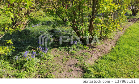Soft sunlight illuminates blooming grape hyacinths. Delicate floral aesthetics in a spring park. Soft sunlight illuminates blooming grape hyacinths. Delicate floral aesthetics in a spring park. 137963181