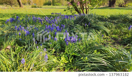 Soft sunlight illuminates blooming grape hyacinths. Delicate floral aesthetics in a spring park. Soft sunlight illuminates blooming grape hyacinths. Delicate floral aesthetics in a spring park. 137963182