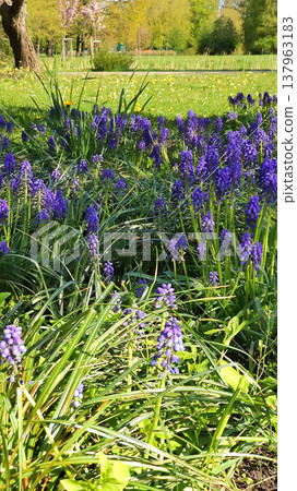 Tiny purple flowers sway gently in the breeze. Subtle charm and peaceful outdoor vibes. Tiny purple flowers sway gently in the breeze. Subtle charm and peaceful outdoor vibes. 137963183