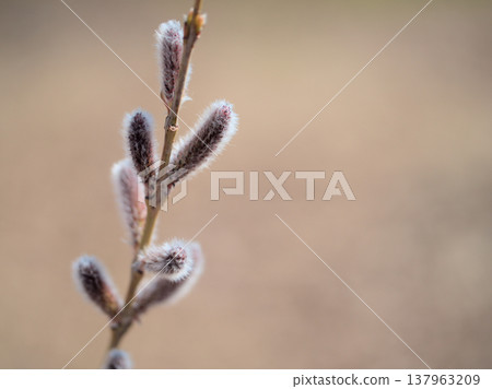 The Koriyanagi (Japanese willow) sprouted in March 137963209