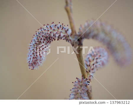 三月發芽的日本柳樹 137963212