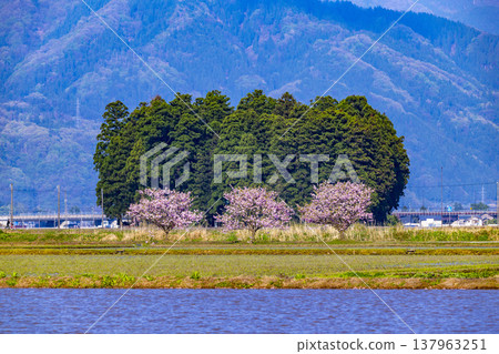 Snow-capped mountains and rice paddies in Ono City, Fukui Prefecture, with peach blossoms in full bloom. Snow-capped mountains and rice paddies in Ono City, Fukui Prefecture, with peach blossoms in full bloom. 137963251