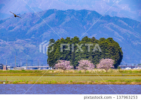 Snow-capped mountains and rice paddies in Ono City, Fukui Prefecture, with peach blossoms in full bloom. Snow-capped mountains and rice paddies in Ono City, Fukui Prefecture, with peach blossoms in full bloom. 137963253