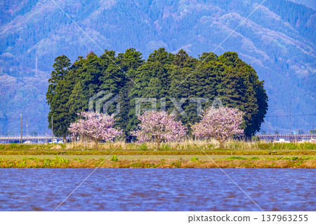 Snow-capped mountains and rice paddies in Ono City, Fukui Prefecture, with peach blossoms in full bloom. Snow-capped mountains and rice paddies in Ono City, Fukui Prefecture, with peach blossoms in full bloom. 137963255