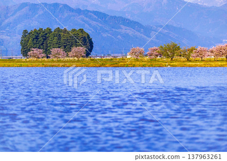Snow-capped mountains and rice paddies in Ono City, Fukui Prefecture, with peach blossoms in full bloom. Snow-capped mountains and rice paddies in Ono City, Fukui Prefecture, with peach blossoms in full bloom. 137963261
