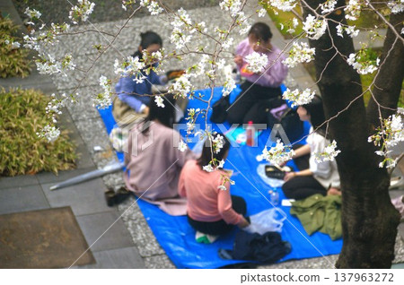 Cherry-blossom viewing  137963272